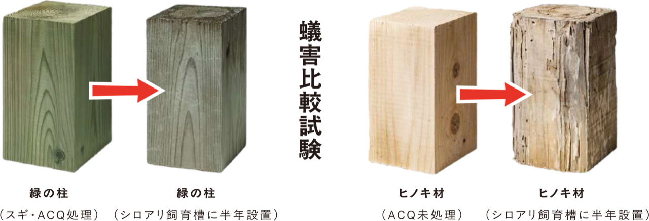 蟻害比較試験：緑の柱（スギ・ACQ処理）はシロアリ飼育槽に半年設置しても被害なし。ヒノキ材（ACQ未処理）は食害を受けている